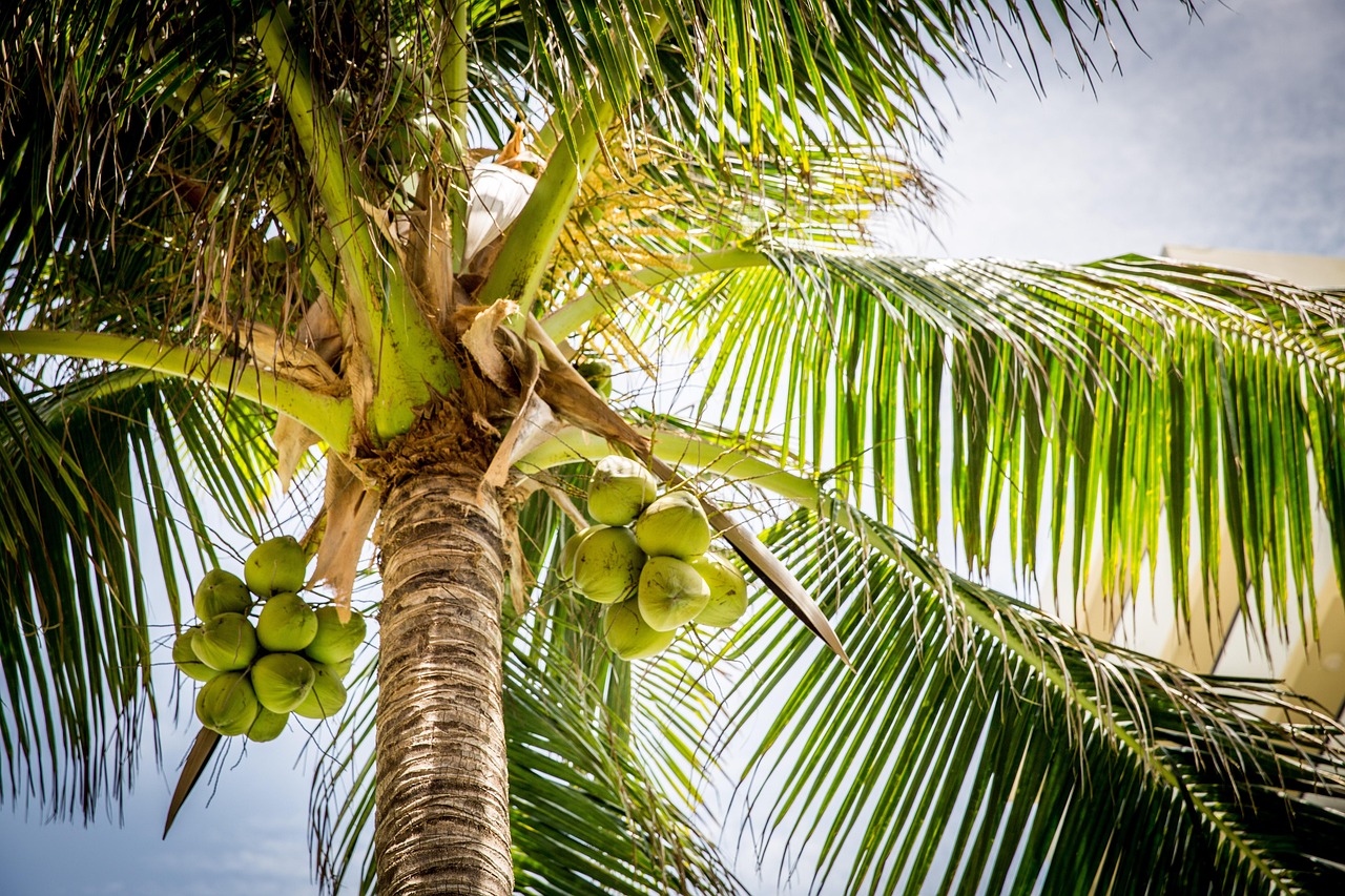 coconut water palm farm