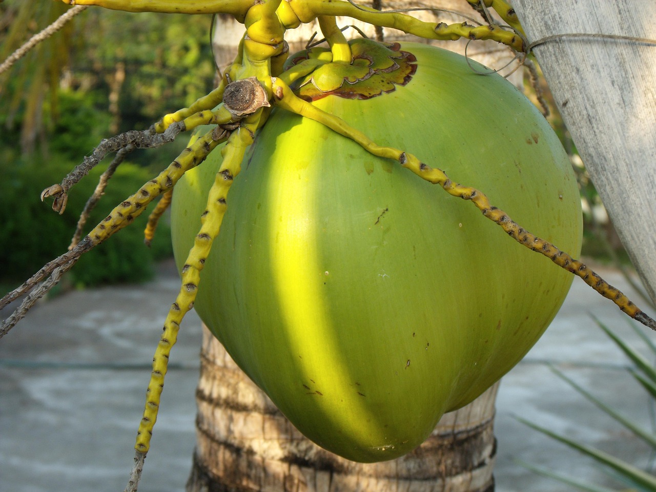 coconut water palm farm